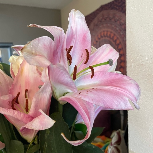 Meet your Posher, Kristie - Picture 3 of 4